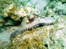 Caribbean Octopus IMG 7824
